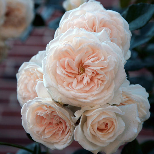 Arborose® Honeymoon™ - Kordes® Roses