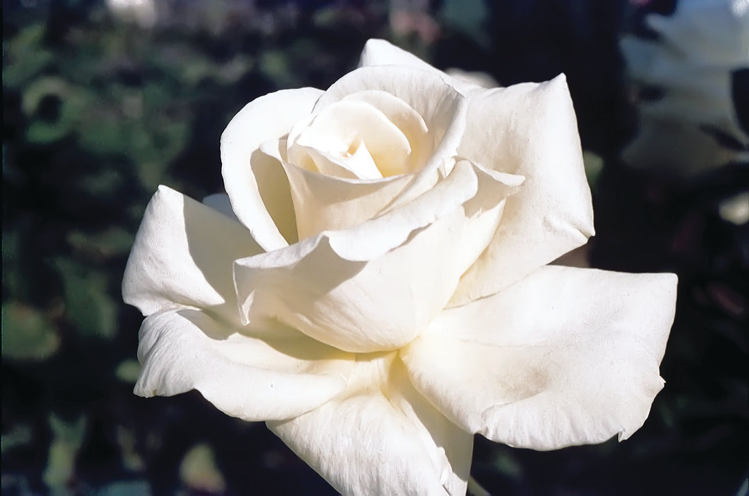 Honor - Star Roses and Plants