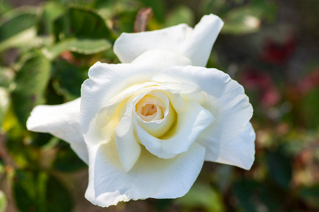 Honor - Star Roses and Plants
