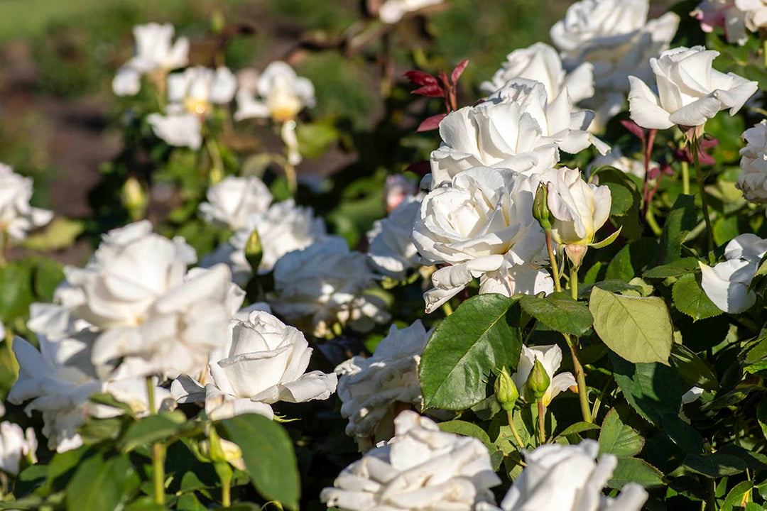 Honor - Star Roses and Plants
