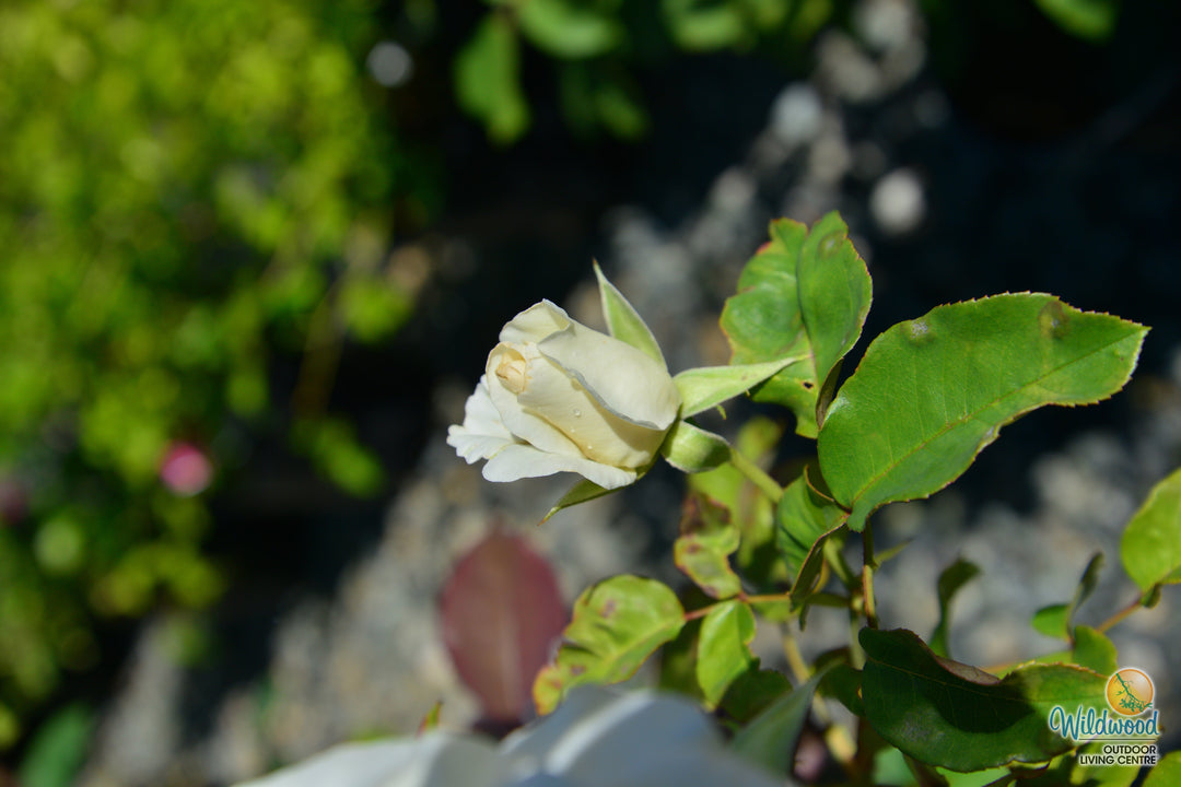 Honor - Star Roses and Plants