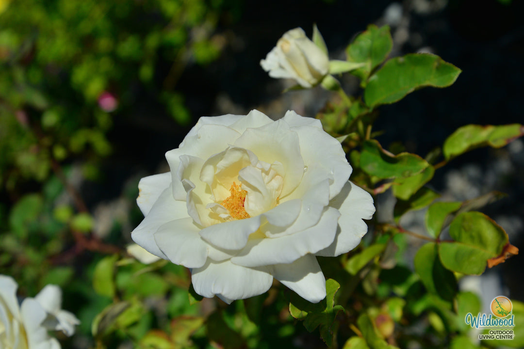 Honor - Star Roses and Plants