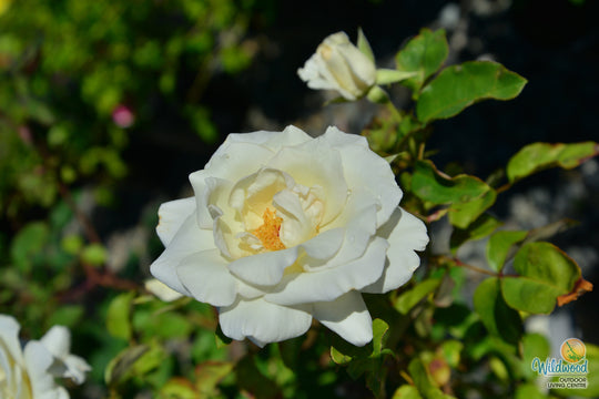 Honor - Star Roses and Plants