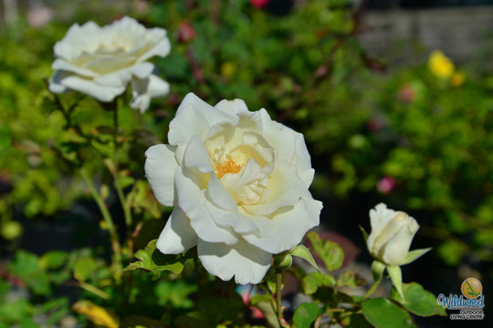 Honor - Star Roses and Plants