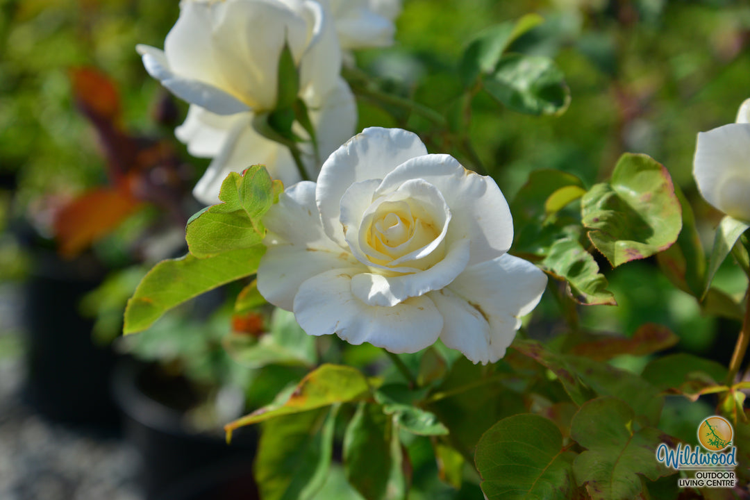 Honor - Star Roses and Plants
