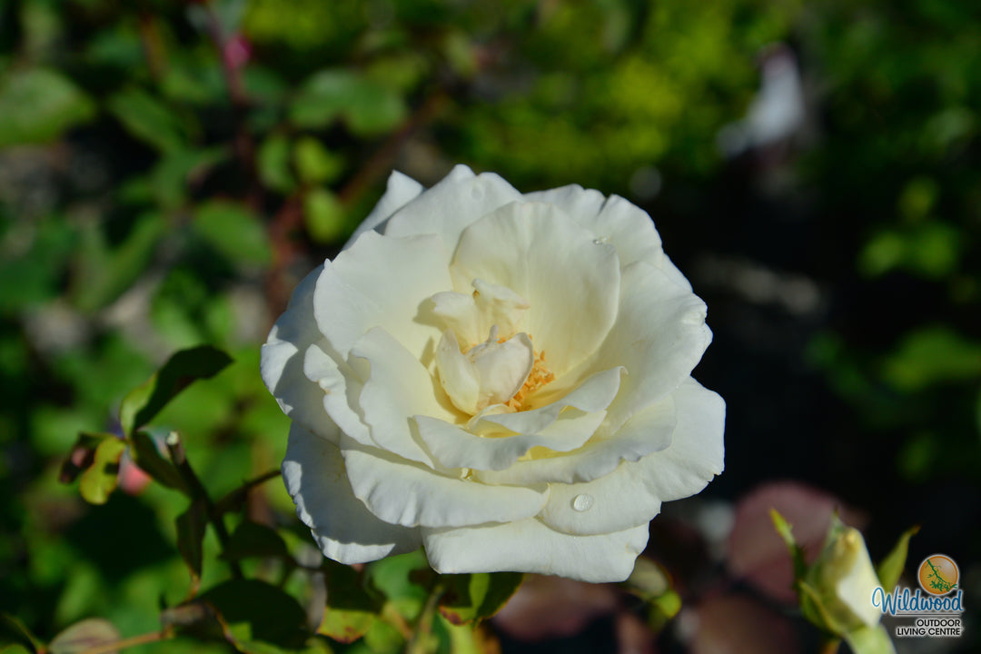 Honor - Star Roses and Plants