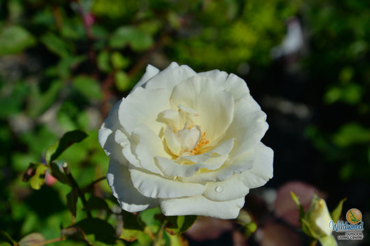 Honor - Star Roses and Plants