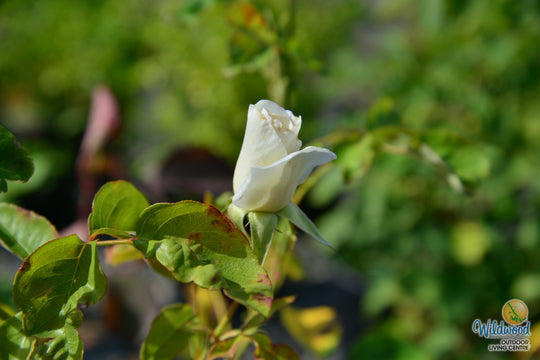 Honor - Star Roses and Plants