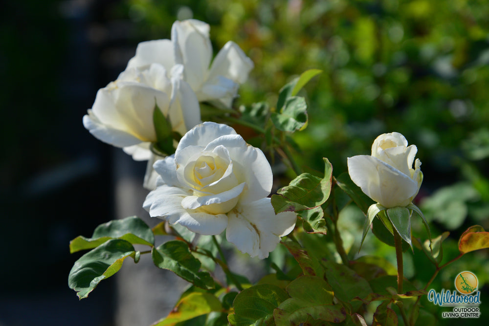Honor - Star Roses and Plants