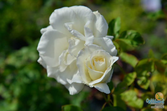 Honor - Star Roses and Plants