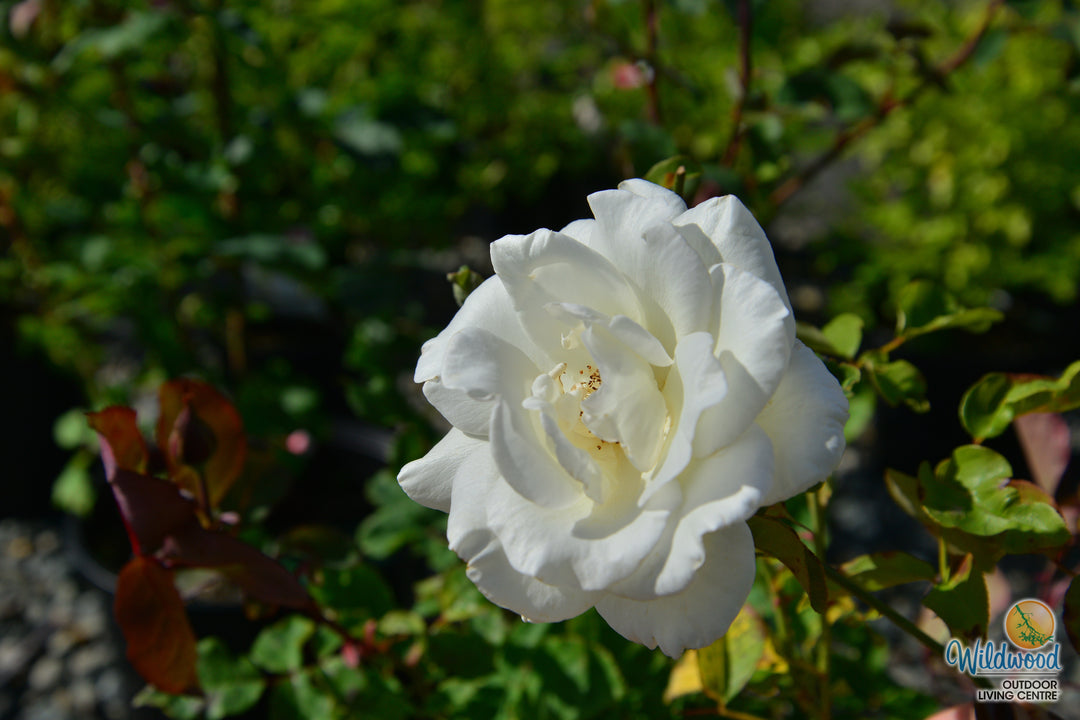 Honor - Star Roses and Plants