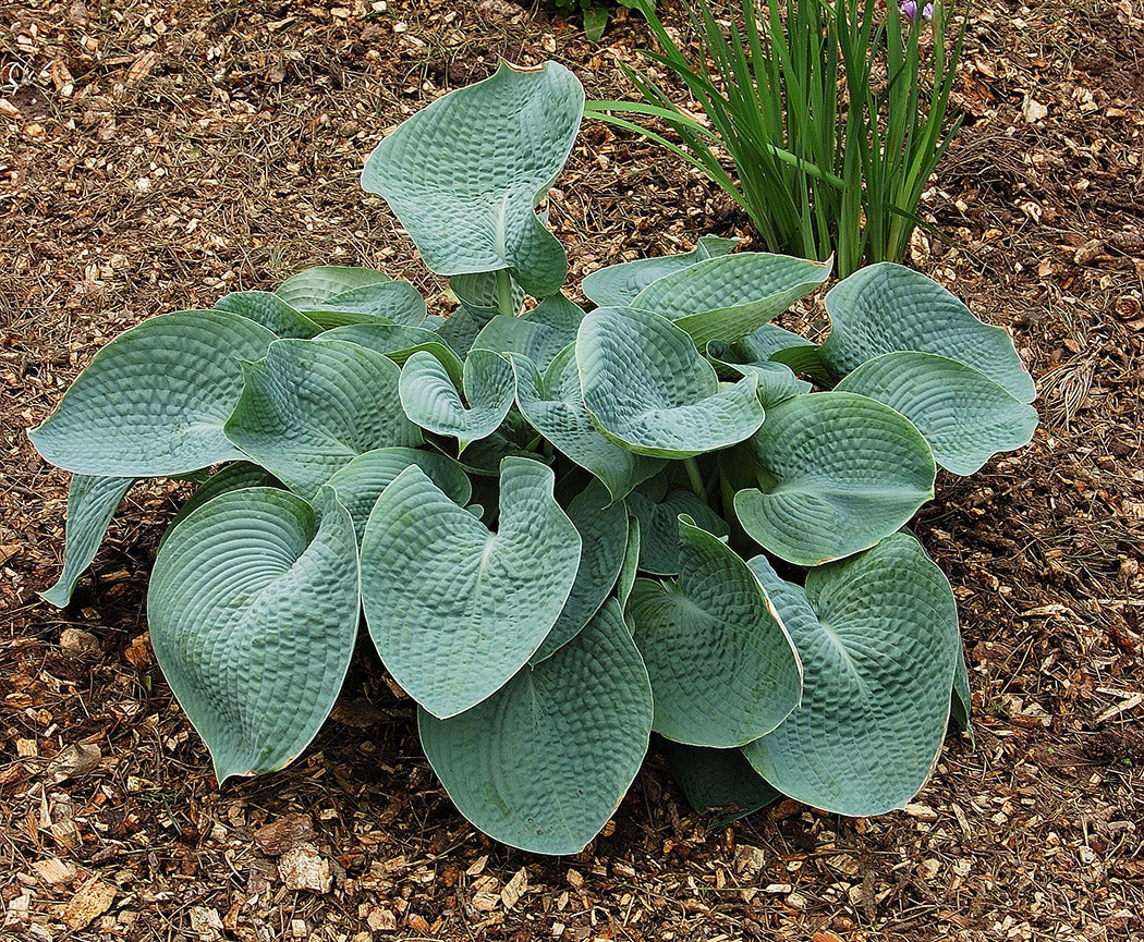 Hosta - Abiqua Drinking Gourd, 1 Pack