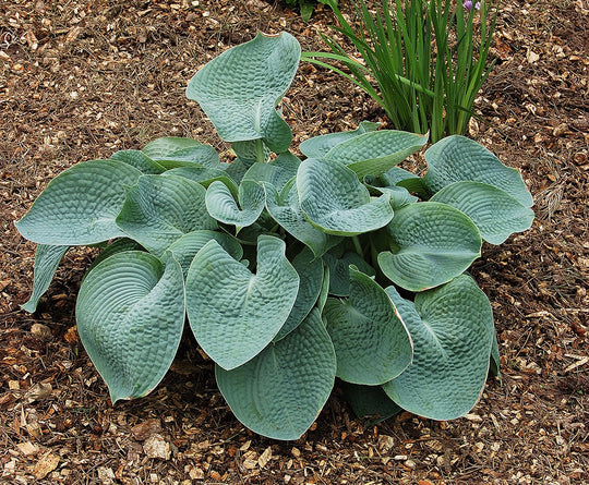 Hosta - Abiqua Drinking Gourd, 1 Pack
