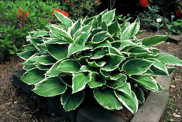 Hosta -  Albomarginata, 1 Pack