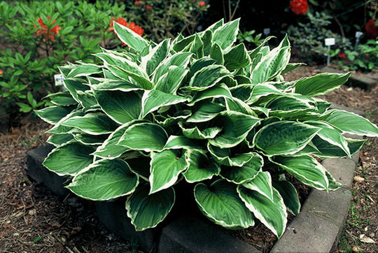 Hosta -  Albomarginata, 1 Pack