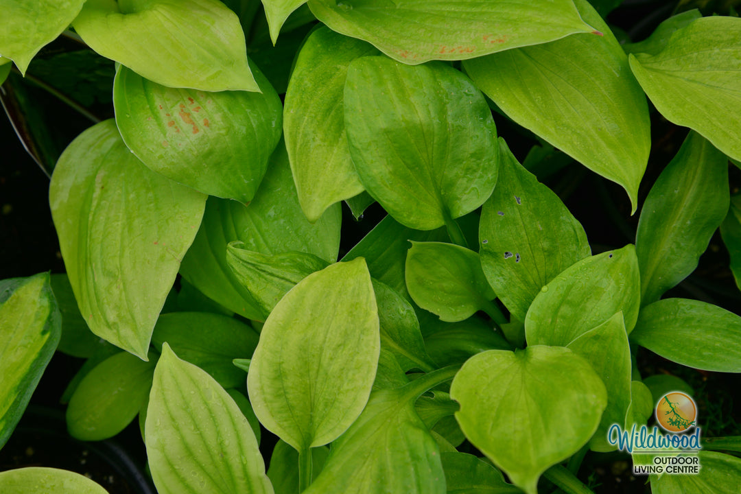 Hosta - August Moon, 1 Pack