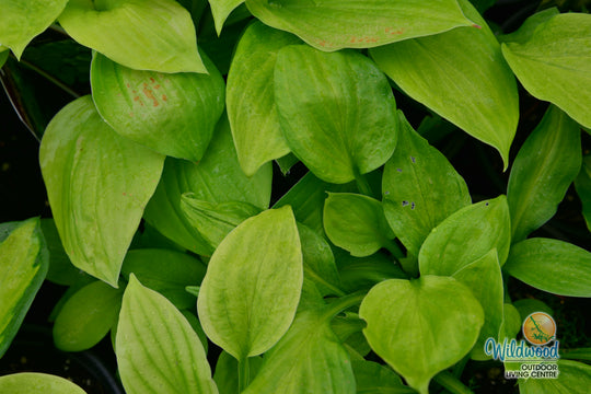 Hosta - August Moon, 1 Pack
