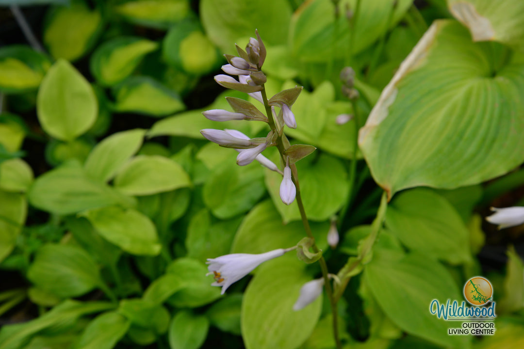 Hosta - August Moon, 1 Pack