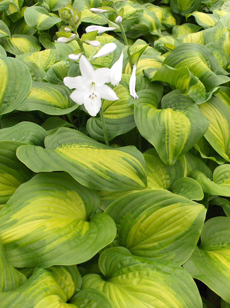 Hosta - Avocado, 1 Pack