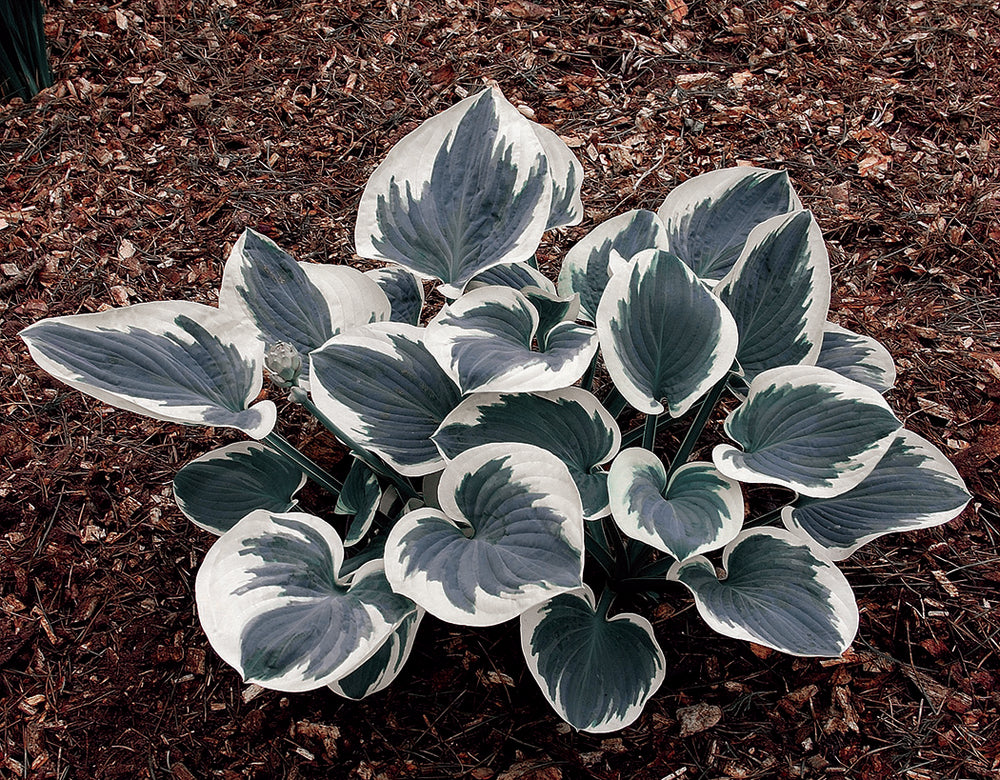Hosta - Barbara Ann, 1 Pack