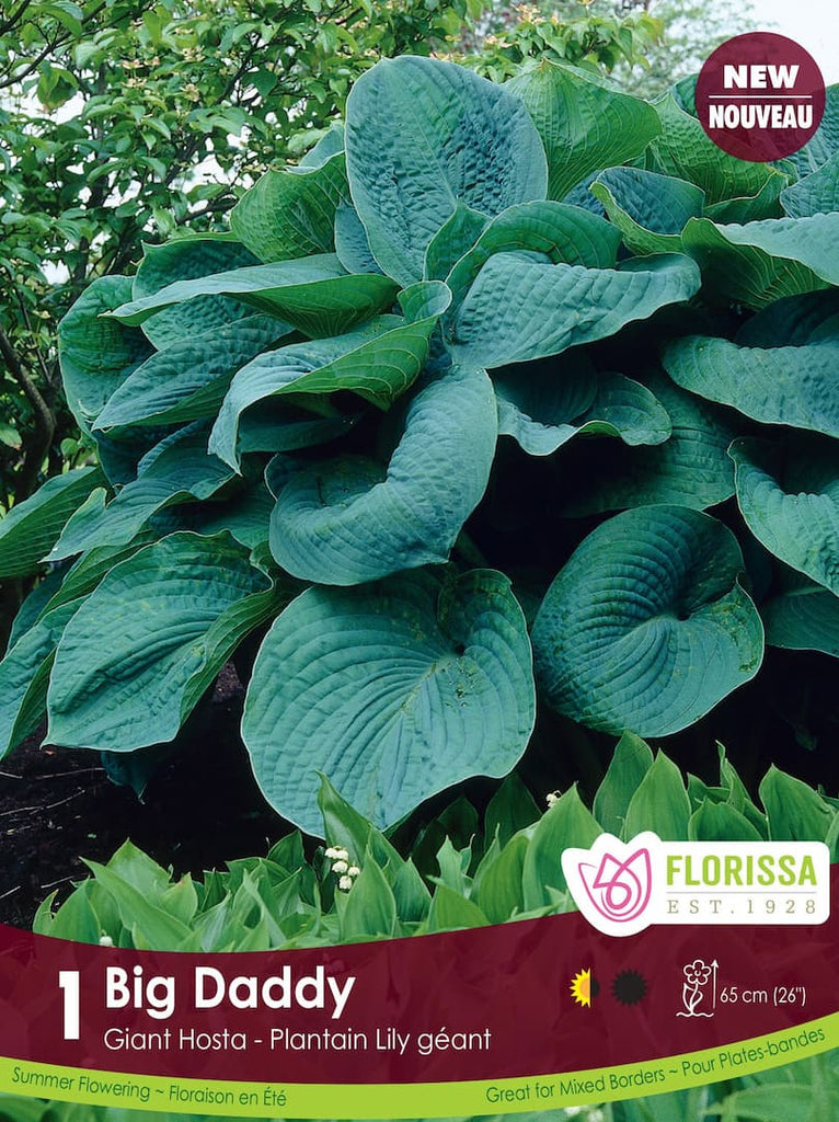 Hosta 'Big Daddy' (Plantain Lily)