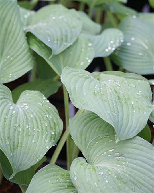Hosta - Blue Angel, 1 Pack