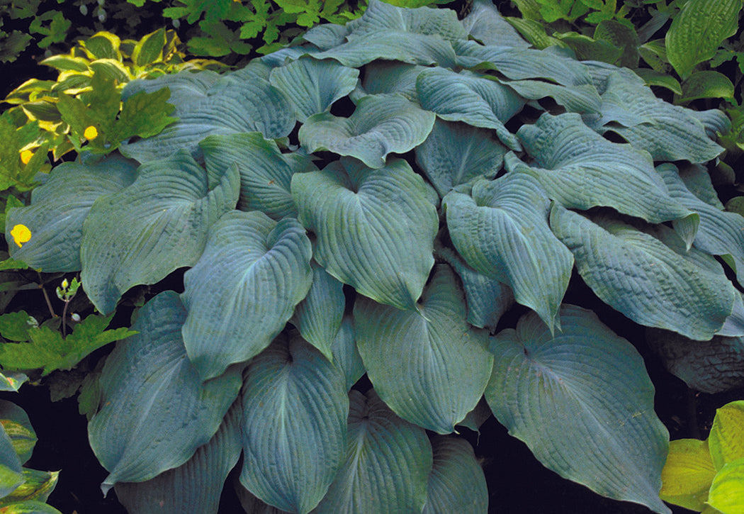 Hosta - Blue Angel, 1 Pack