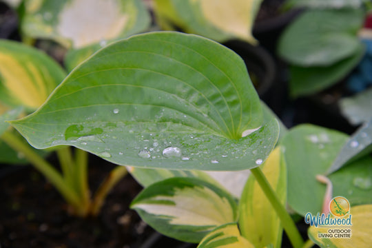Hosta - Blue Cadet, 1 Pack