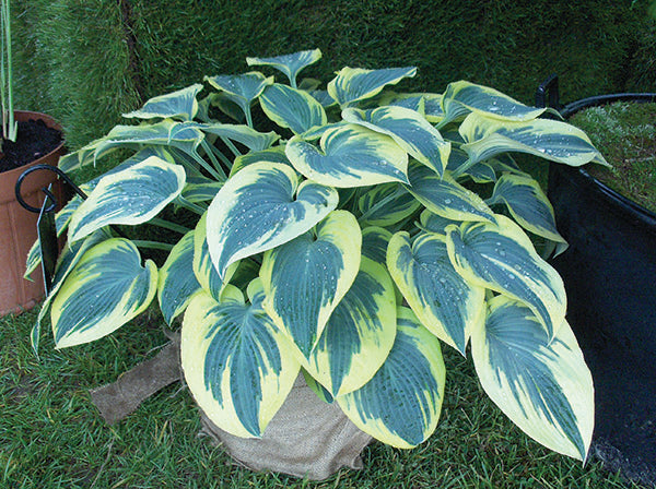Hosta - Blue Ivory, 1 Pack