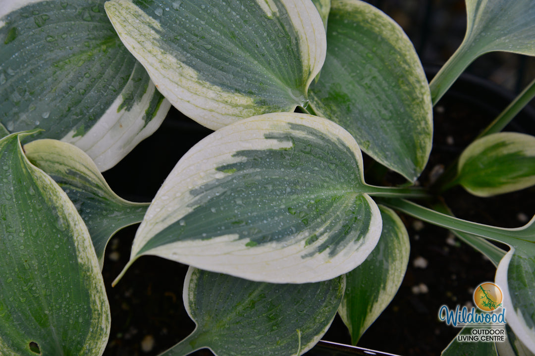 Hosta - Blue Ivory, 1 Pack