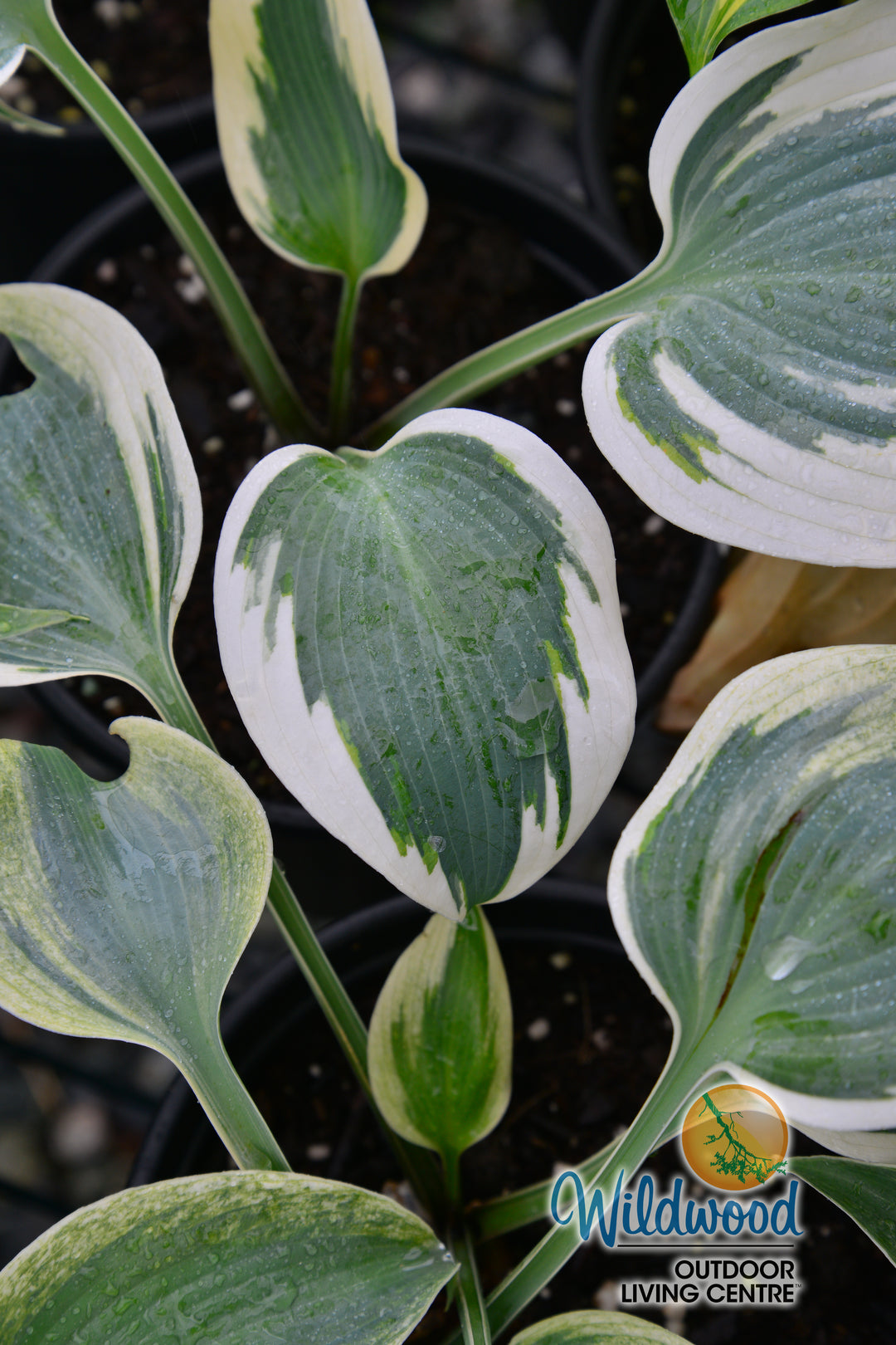 Hosta - Blue Ivory, 1 Pack