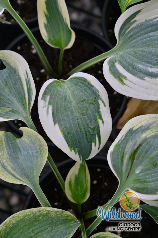 Hosta - Blue Ivory, 1 Pack