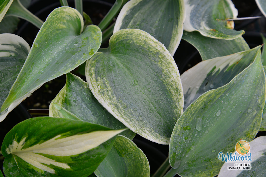 Hosta - Blue Ivory, 1 Pack