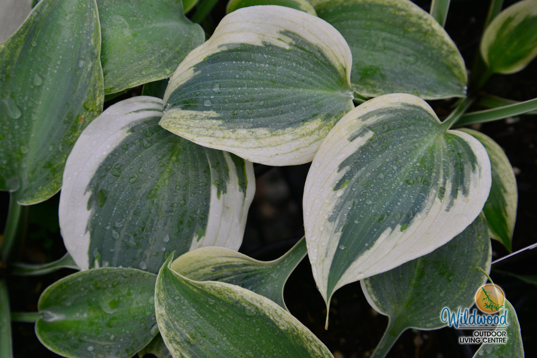 Hosta - Blue Ivory, 1 Pack