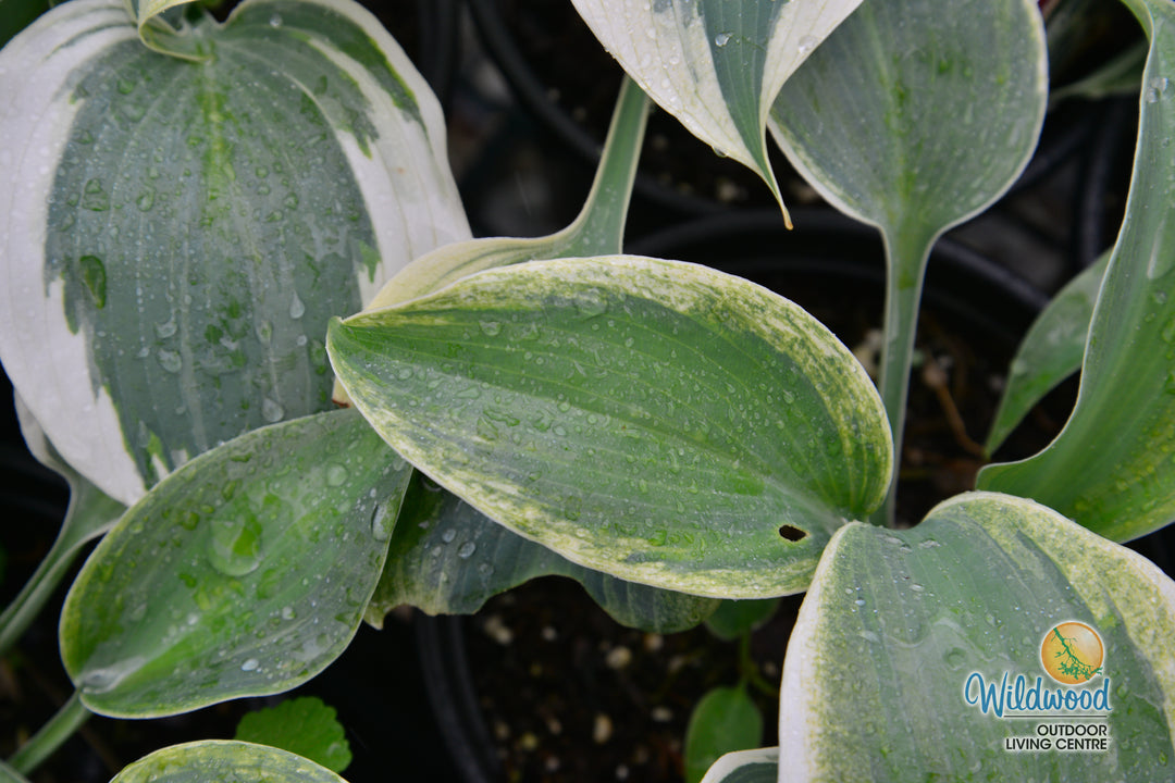Hosta - Blue Ivory, 1 Pack