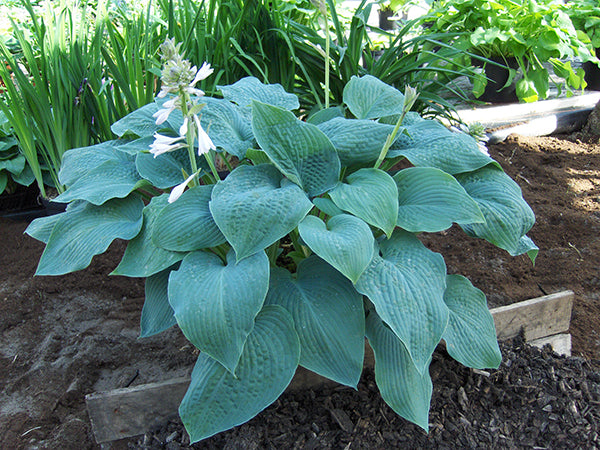 Hosta - Blue Mammoth, 1 Pack