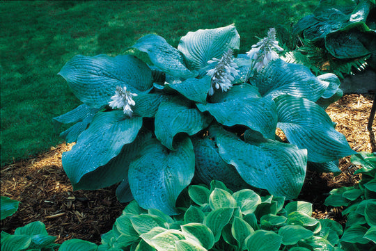 Hosta - Blue Mammoth, 1 Pack