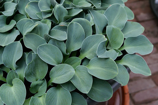 Hosta - Blue Mouse Ears, 1 Pack