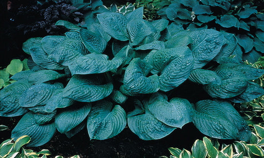 Hosta - Blue Umbrellas, 1 Pack