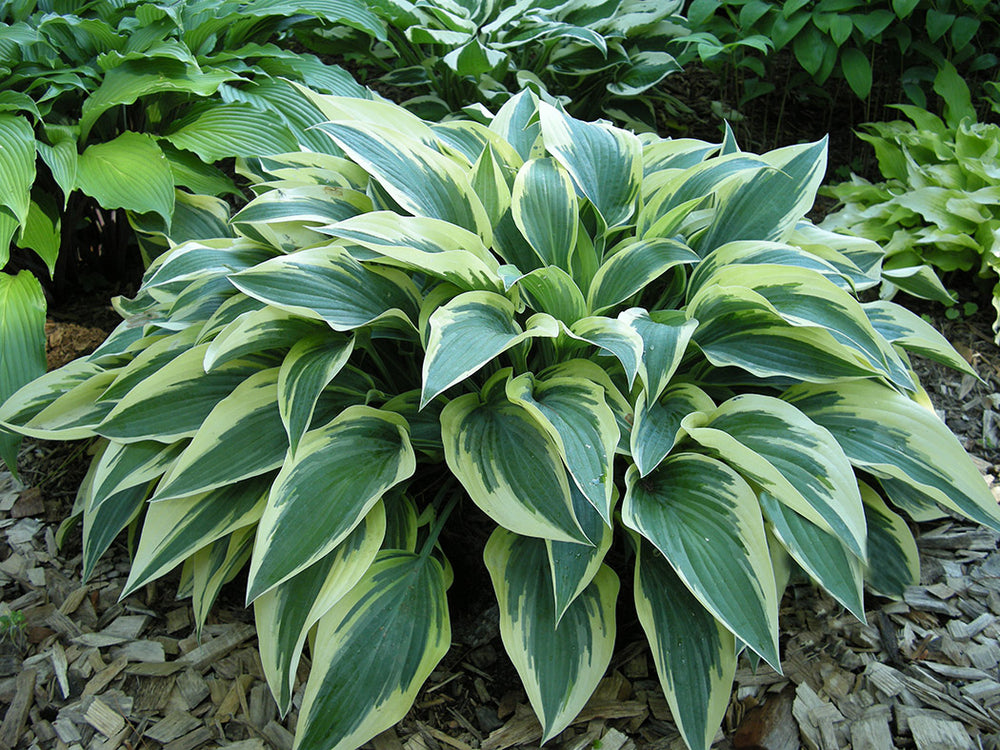 Hosta - Bobcat, 1 Pack