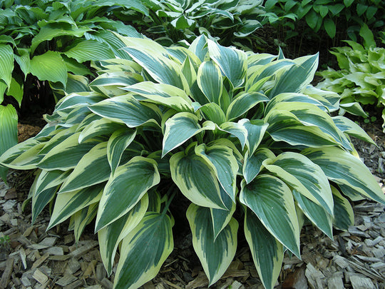 Hosta - Bobcat, 1 Pack