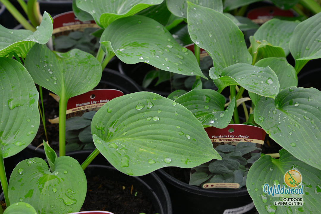 Hosta - Bressingham Blue, 1 Pack