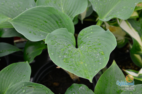 Hosta - Bressingham Blue, 1 Pack