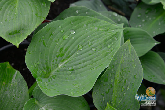 Hosta - Bressingham Blue, 1 Pack