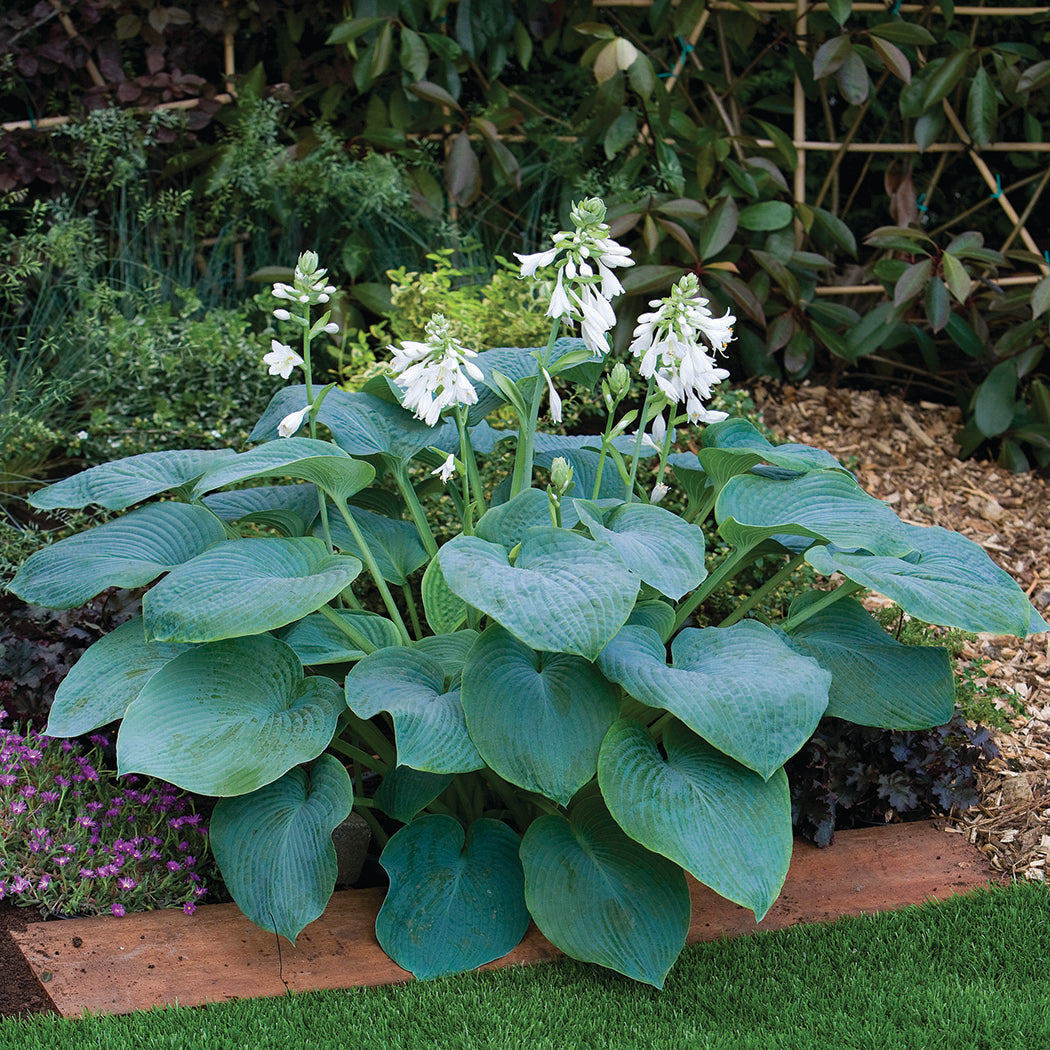 Hosta - Bressingham Blue, 1 Pack