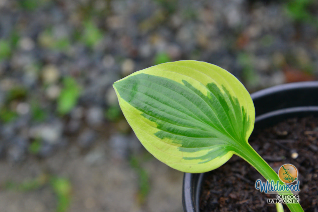 Hosta - Brim Cup, 1 Pack