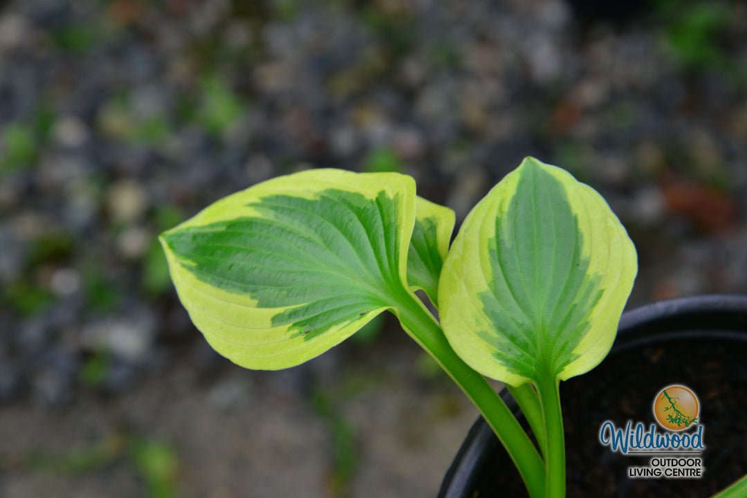 Hosta - Brim Cup, 1 Pack