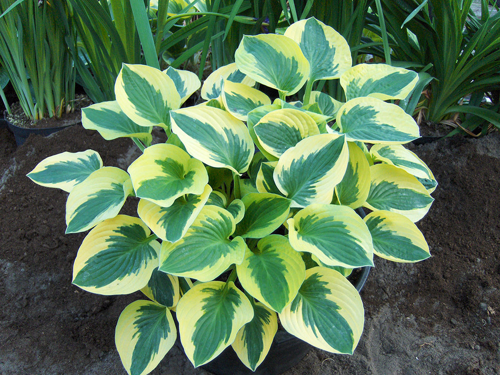 Hosta - Brim Cup, 1 Pack