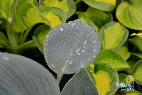 Hosta - Bullet Proof, 1 Pack