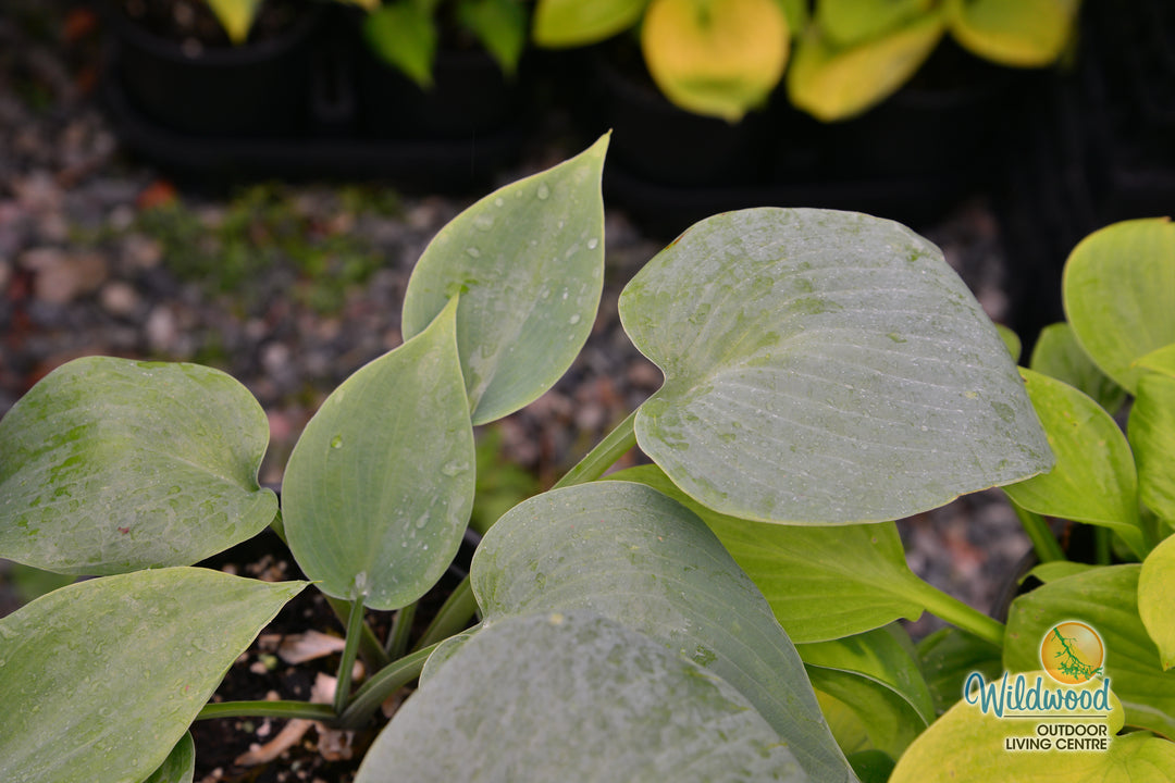 Hosta - Bullet Proof, 1 Pack